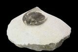 Bargain, Cornuproetus Trilobite Fossil - Morocco #119833-1